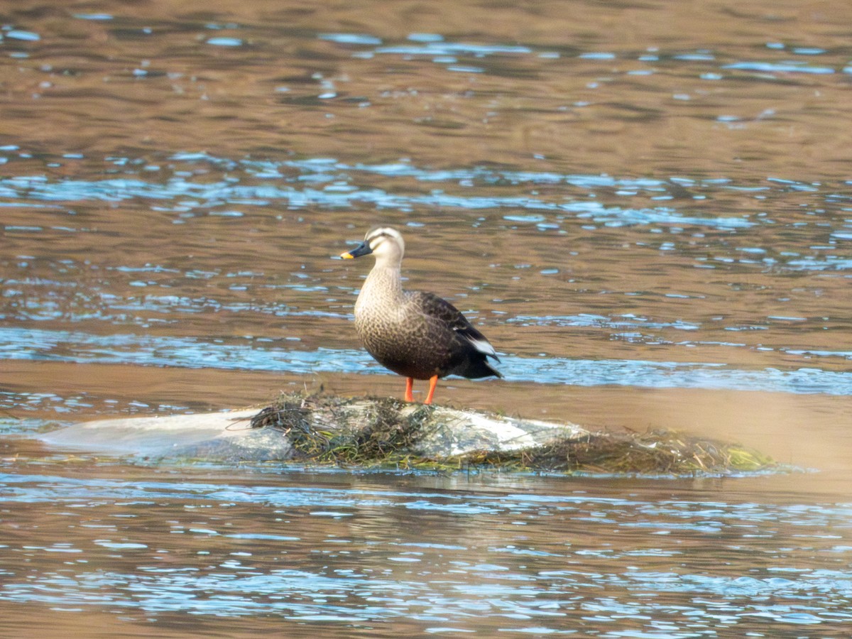 Eastern Spot-billed Duck - ML646894916