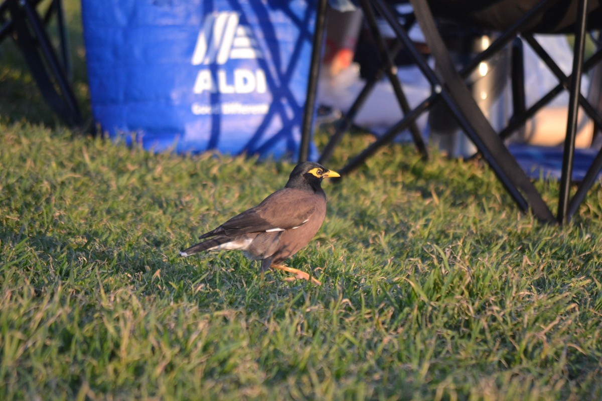 Common Myna - ML646894917