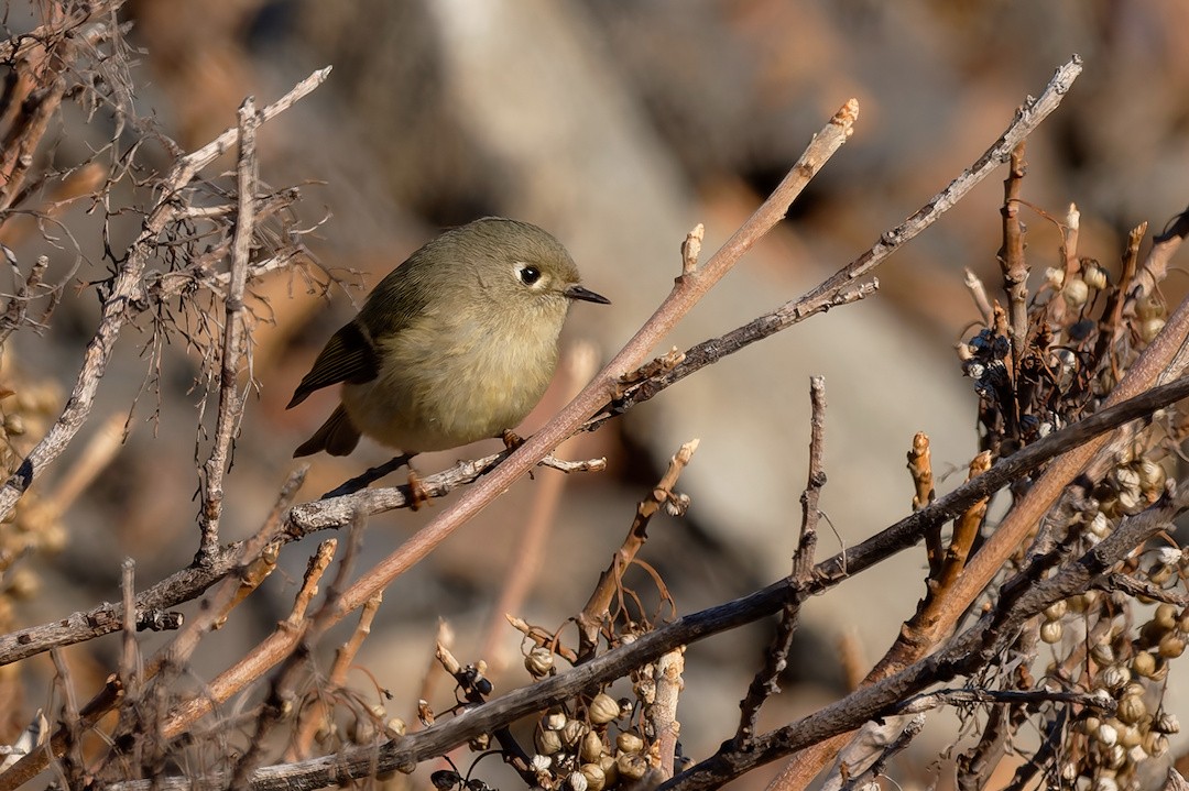 Ruby-crowned Kinglet - ML646894920