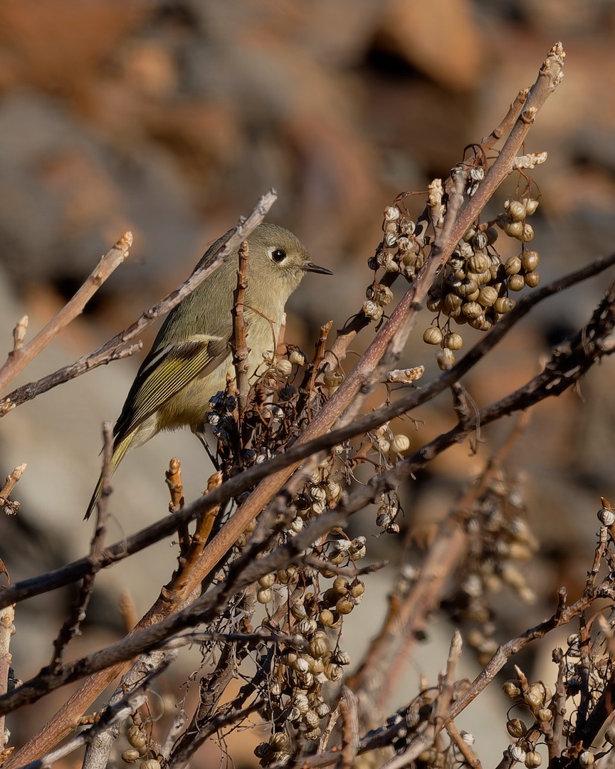 Ruby-crowned Kinglet - ML646894921