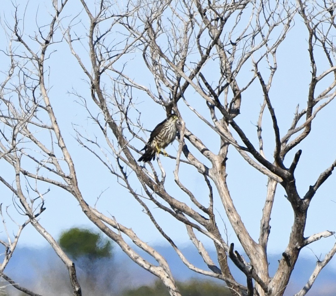 Merlin (Taiga) - ML646894922