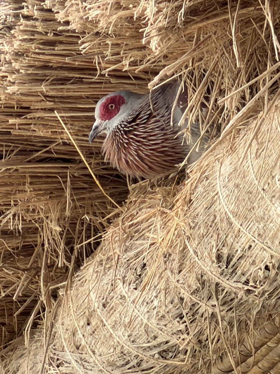 holub skvrnitý - ML646894936