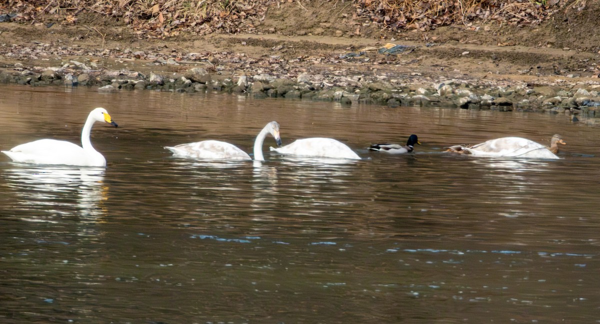 Whooper Swan - ML646894938