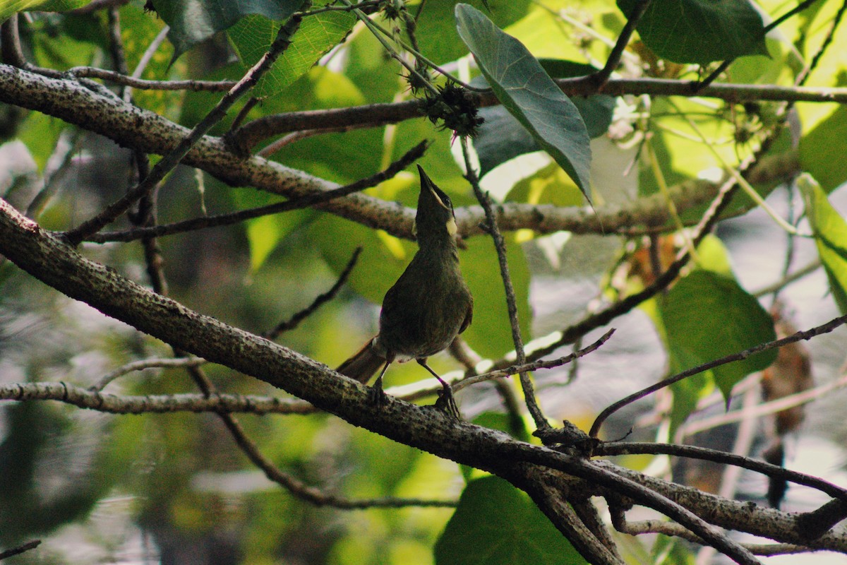 Lewin's Honeyeater - ML646894942