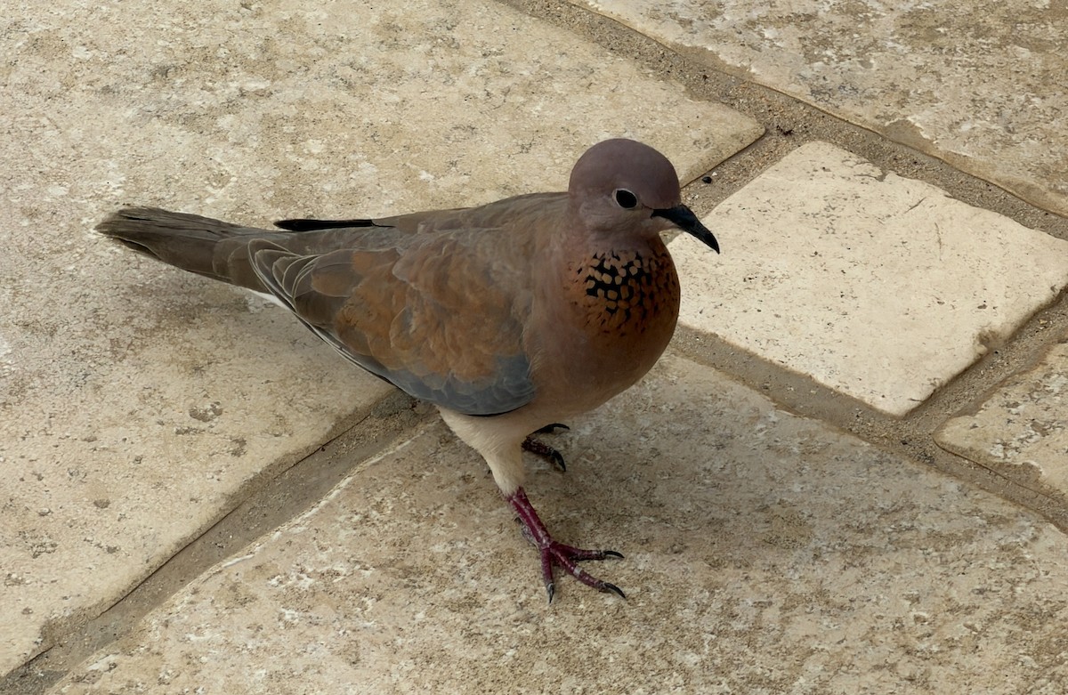 צוצלת - ML646894944