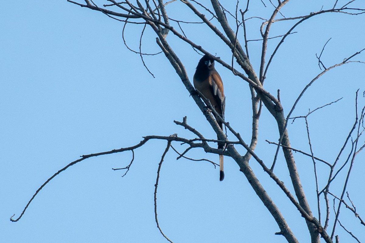 Rufous Treepie - ML646894945