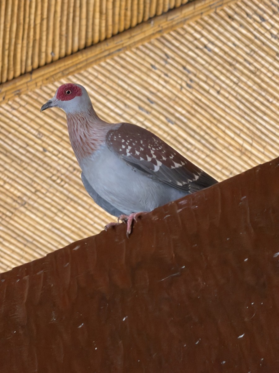 holub skvrnitý - ML646894958