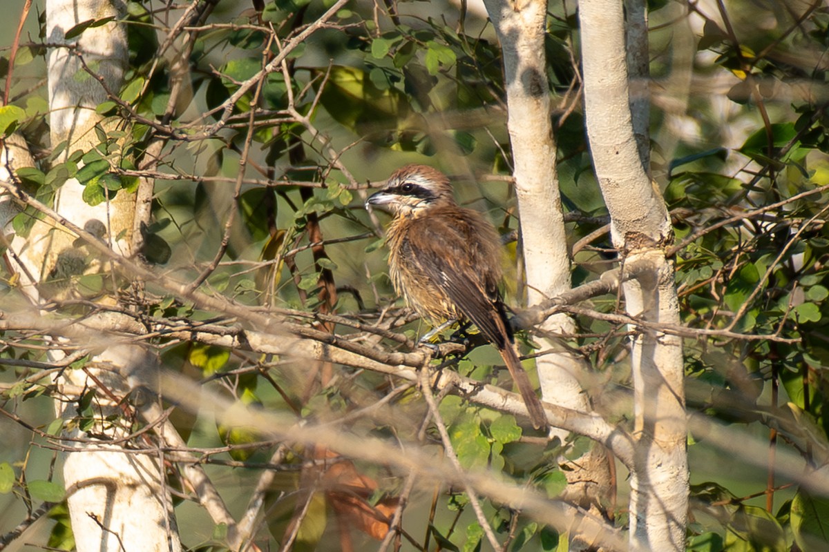 Сибирский жулан - ML646894960