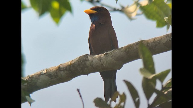 Blue-throated Roller - ML646894962