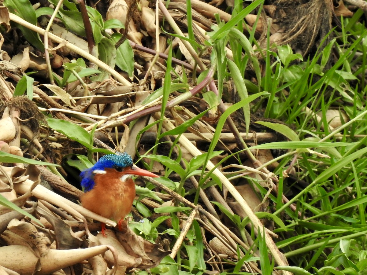 Malachite Kingfisher - ML646894963