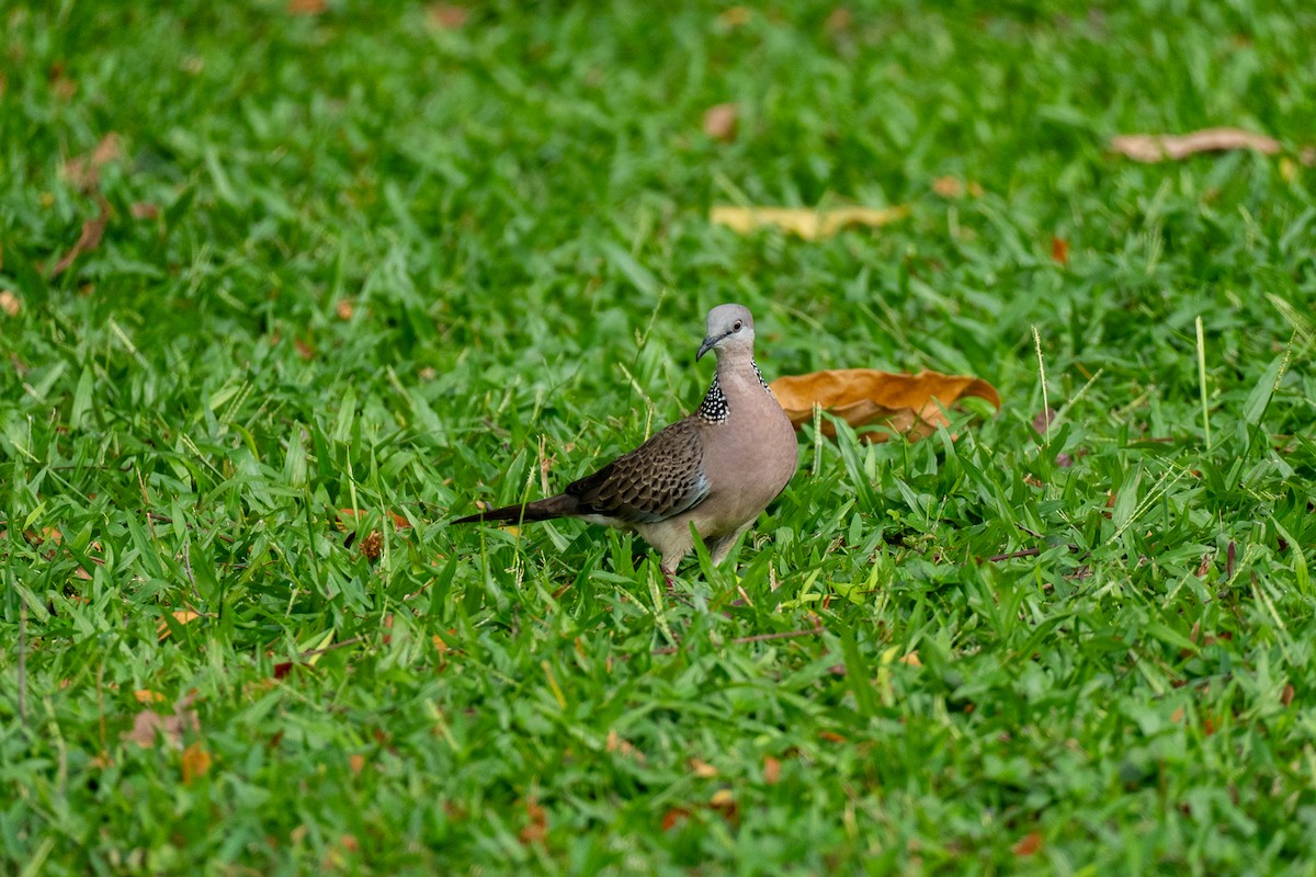 珠頸斑鳩 - ML646894968