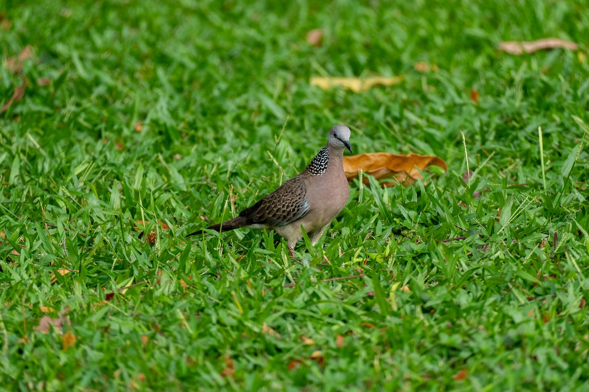 珠頸斑鳩 - ML646894969