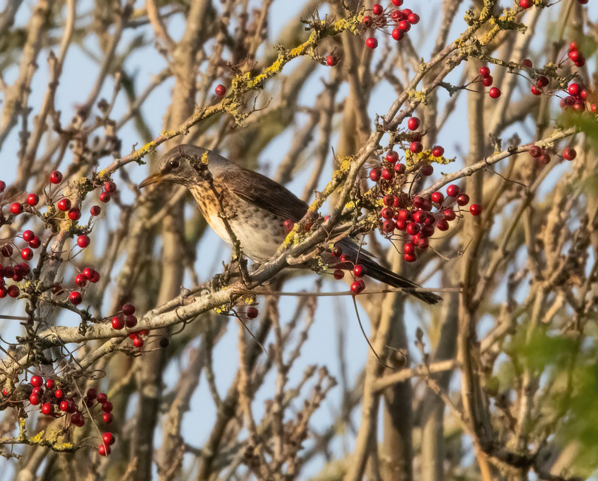 Fieldfare - ML646894970