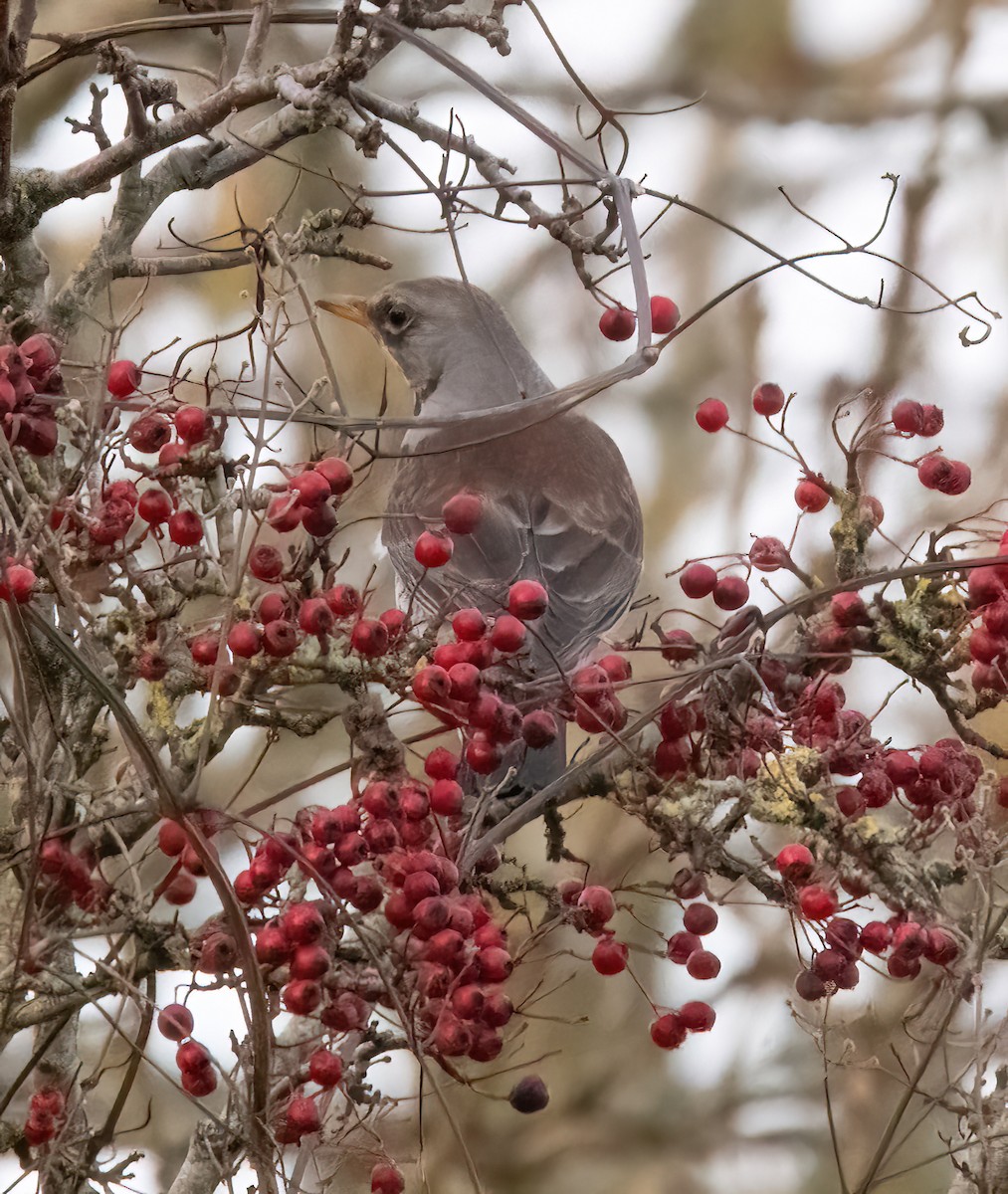 Fieldfare - ML646894971