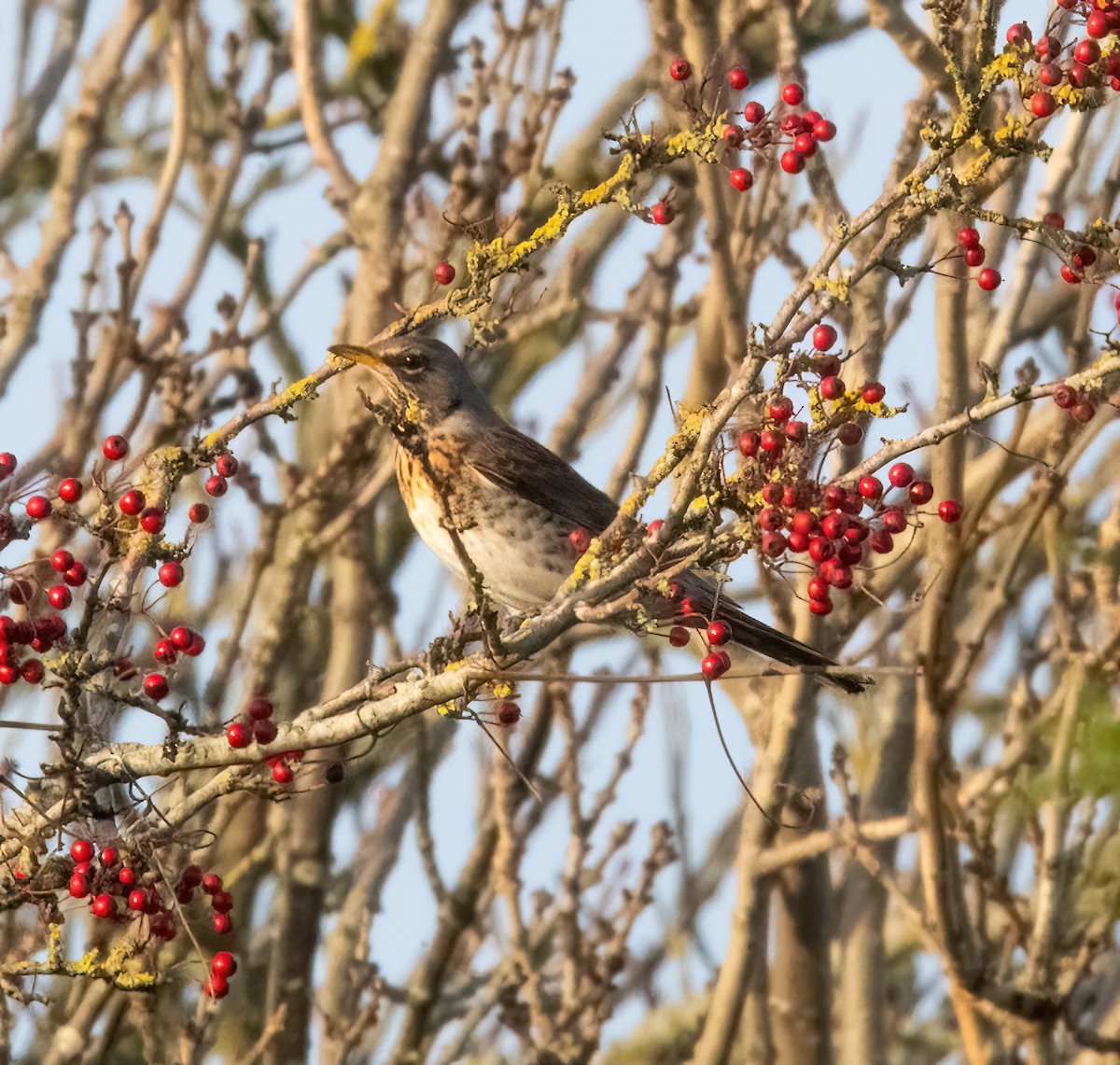Fieldfare - ML646894972