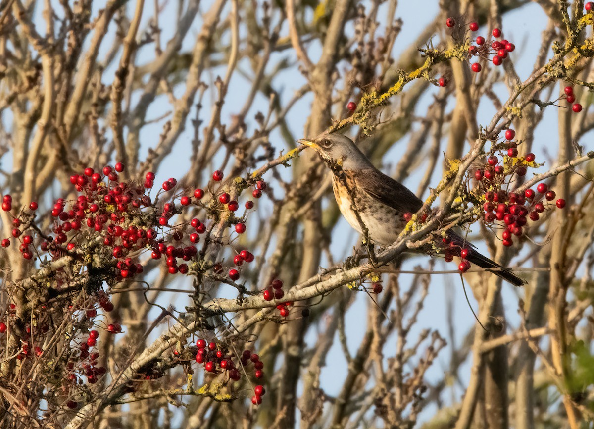 Fieldfare - ML646894973