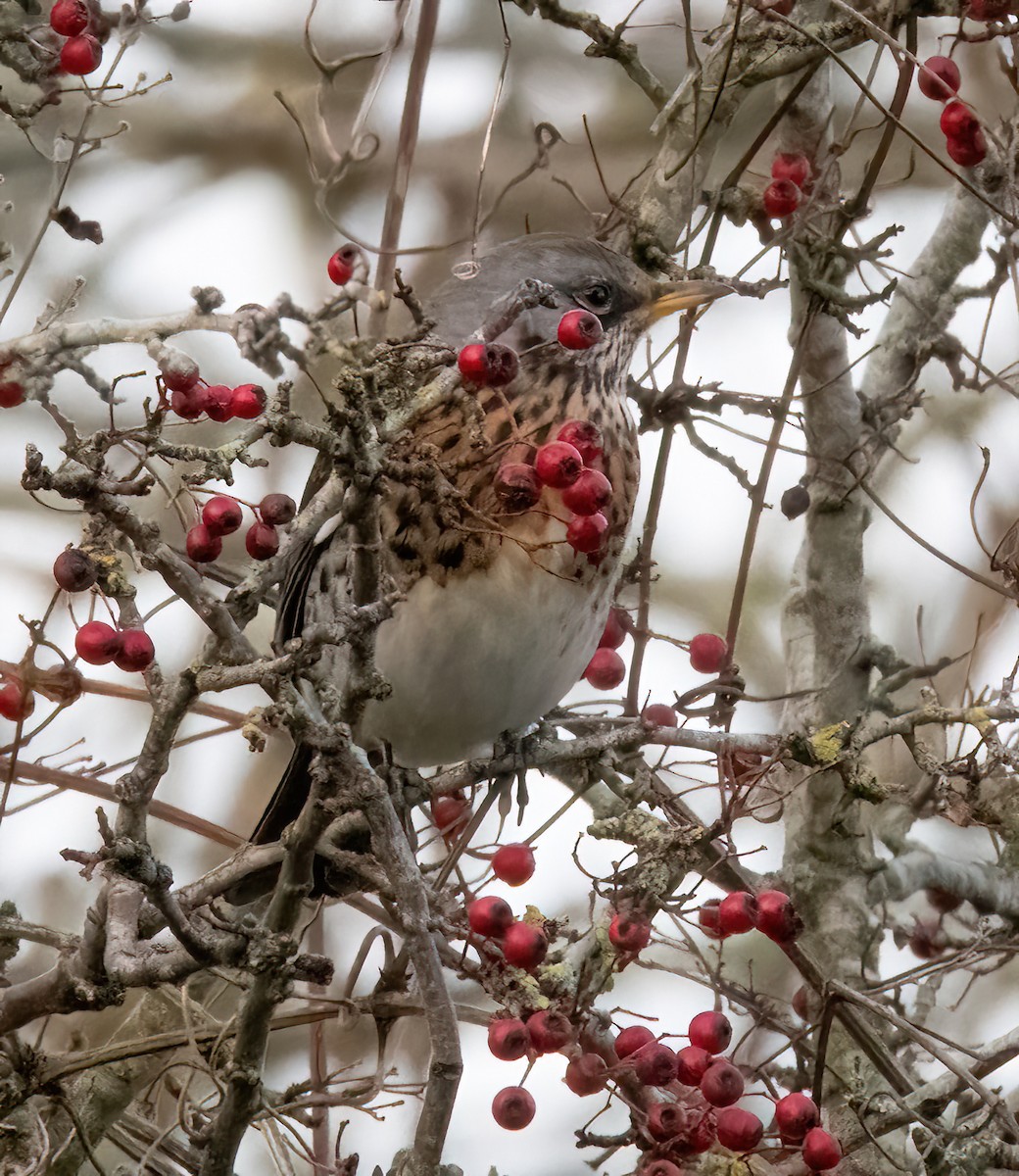 Fieldfare - ML646894974