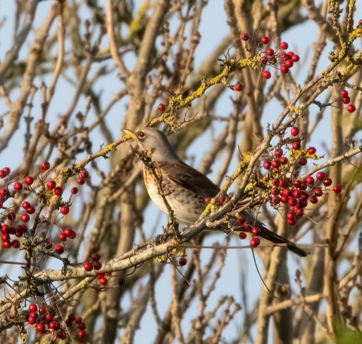 Дуулгат хөөндэй - ML646894975