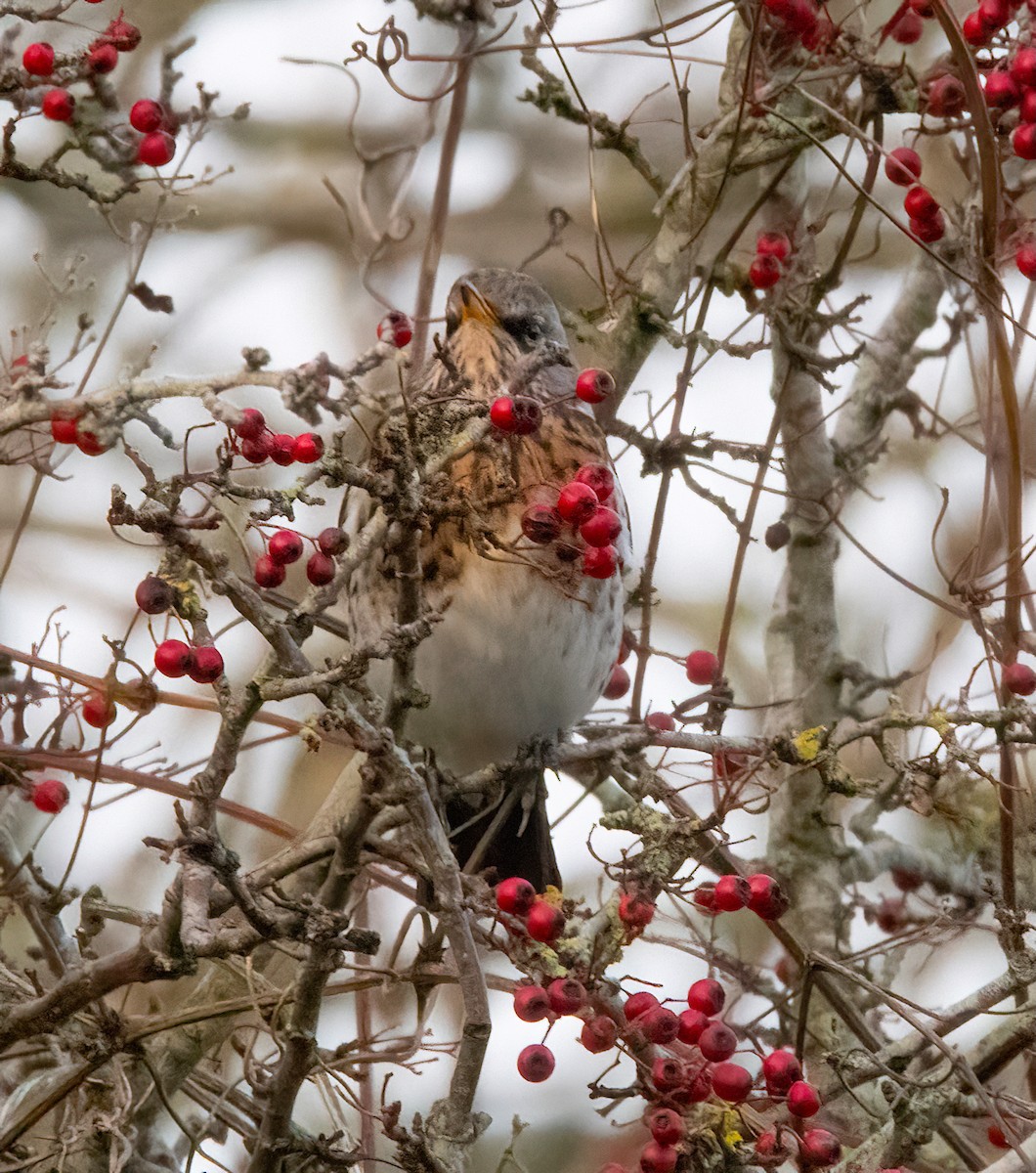 Дуулгат хөөндэй - ML646894976