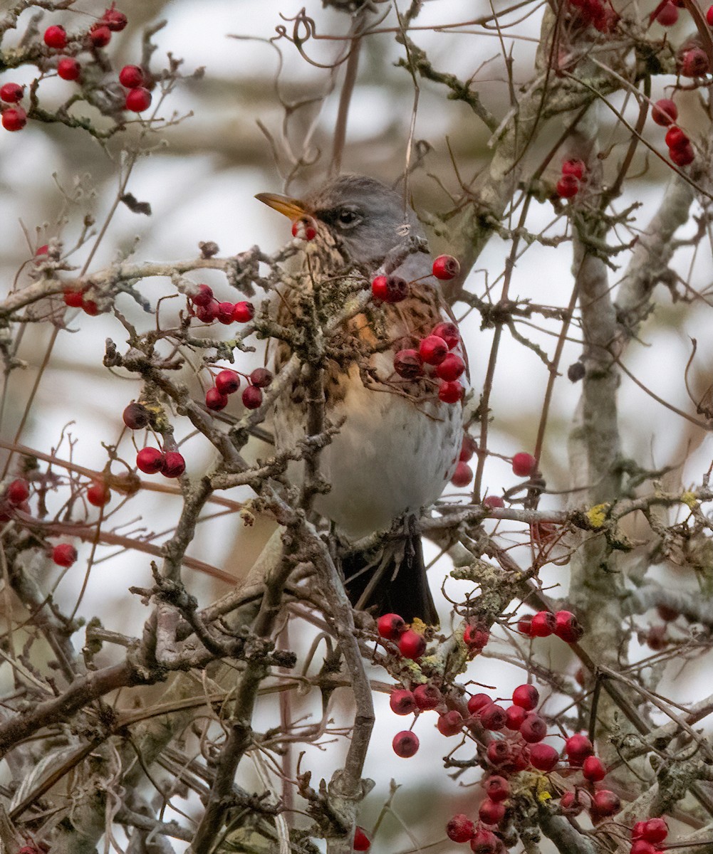 Дуулгат хөөндэй - ML646894978