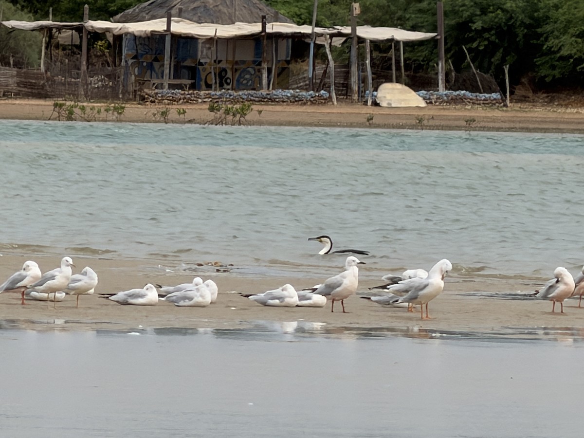 細嘴鷗 - ML646894979