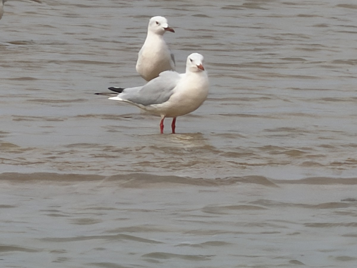 細嘴鷗 - ML646894980