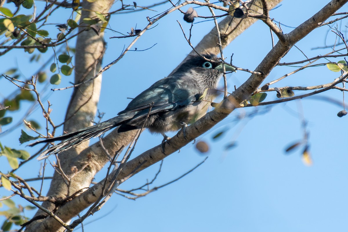 Blue-faced Malkoha - ML646894981