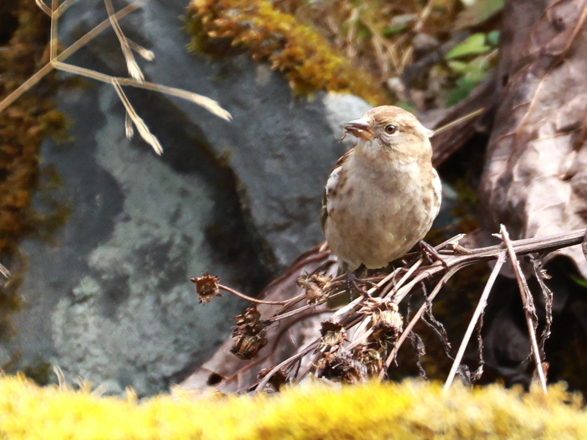Plain Mountain Finch - ML646894983
