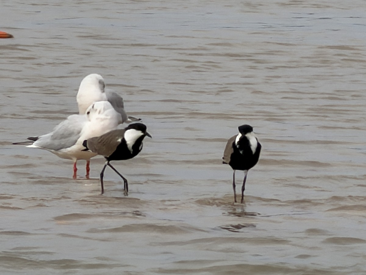 Spur-winged Lapwing - ML646894984