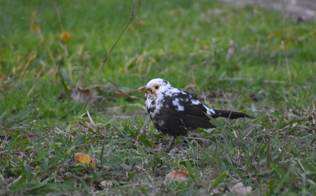 Eurasian Blackbird - ML646894985