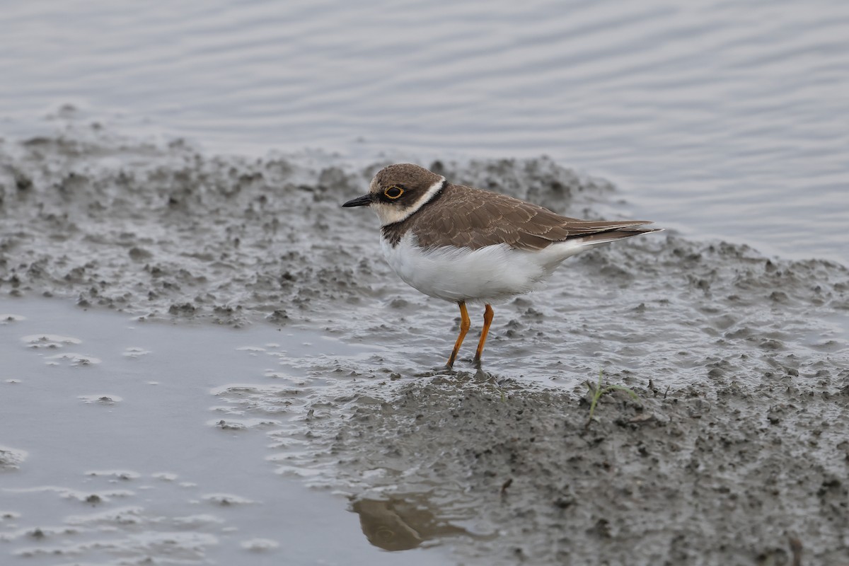 小環頸鴴 - ML646894986