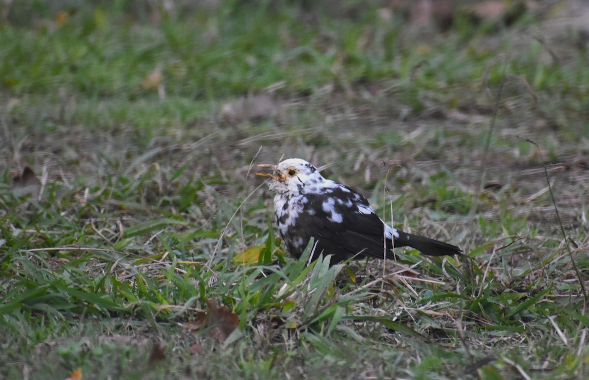 Eurasian Blackbird - ML646894987
