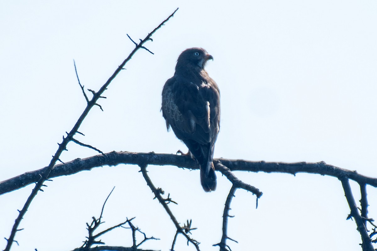 Белоглазый сарыч - ML646894988