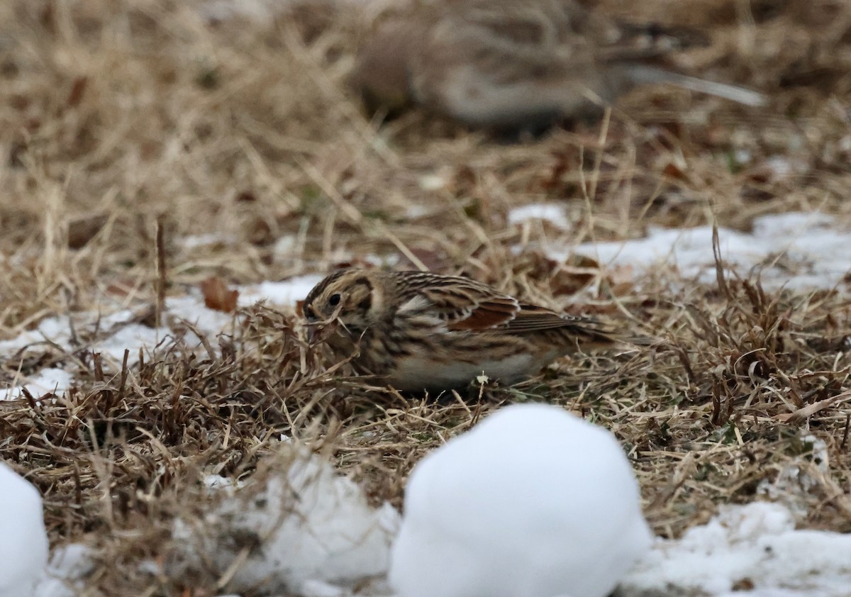 鐵爪鵐 - ML646894989