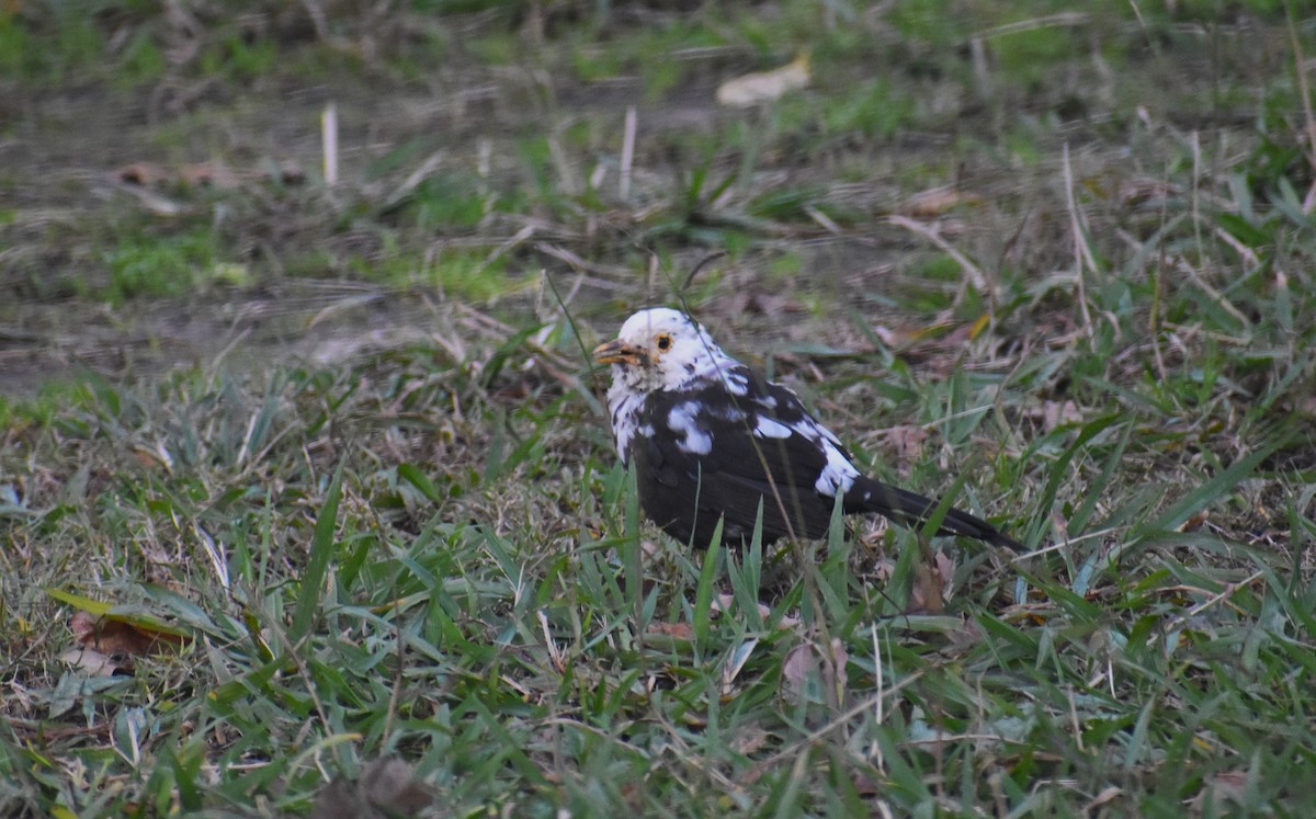 Eurasian Blackbird - ML646894990