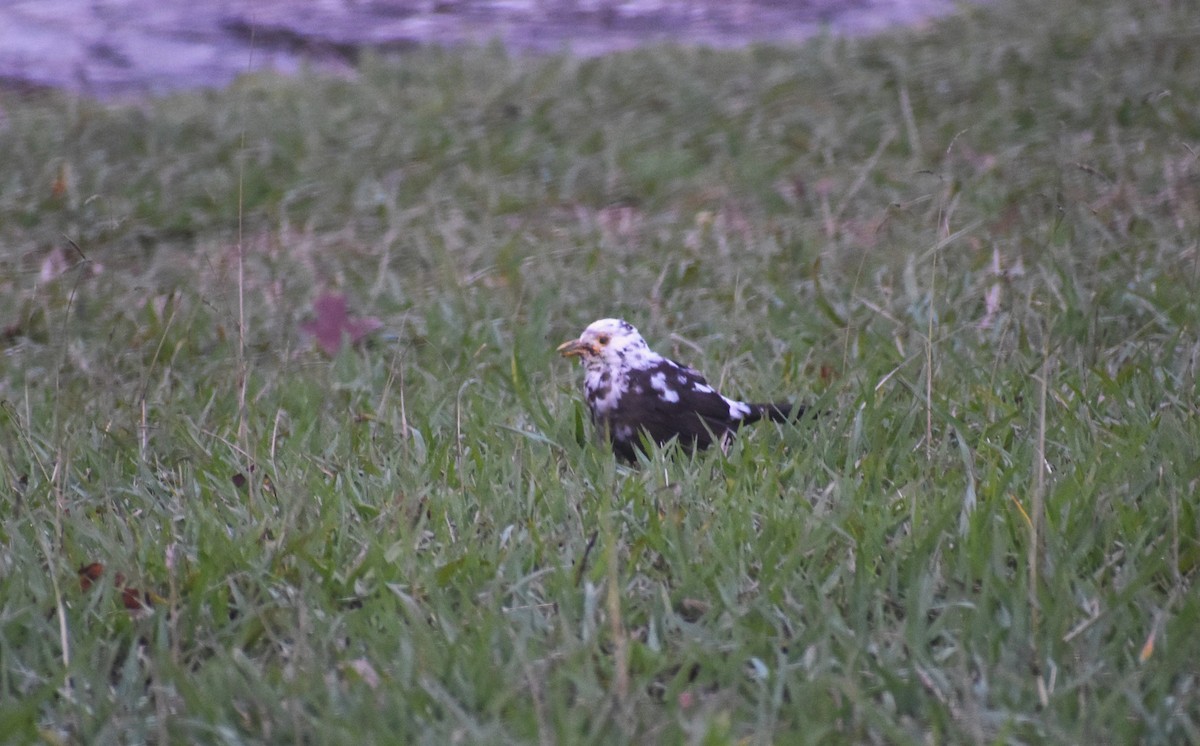 Eurasian Blackbird - ML646894991