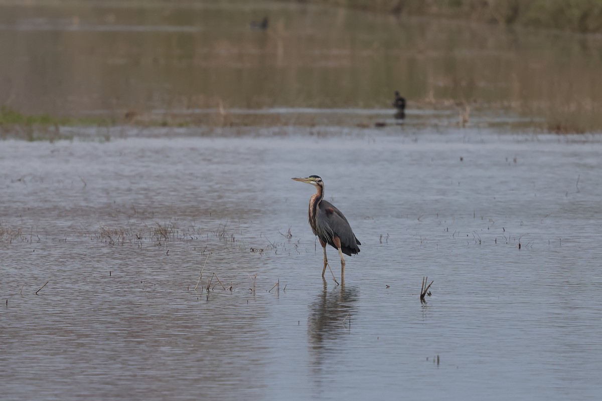 紫鷺 - ML646894992