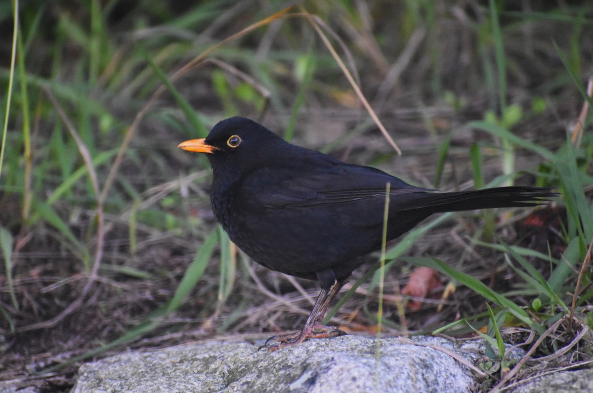 Eurasian Blackbird - ML646894996