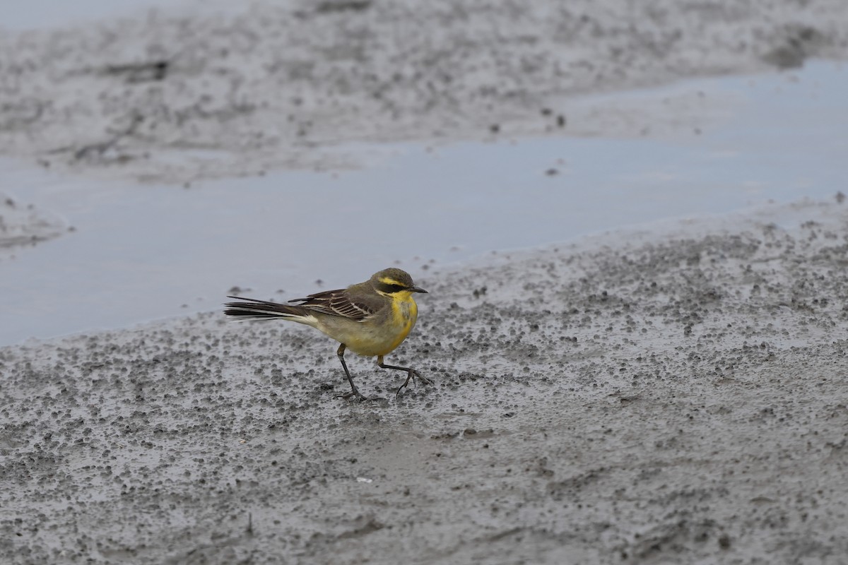 東方黃鶺鴒 - ML646894997