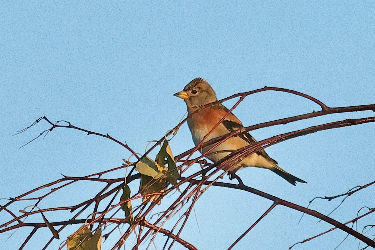 花雀 - ML646894998