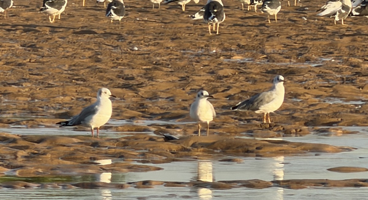 Gray-hooded Gull - ML646894999