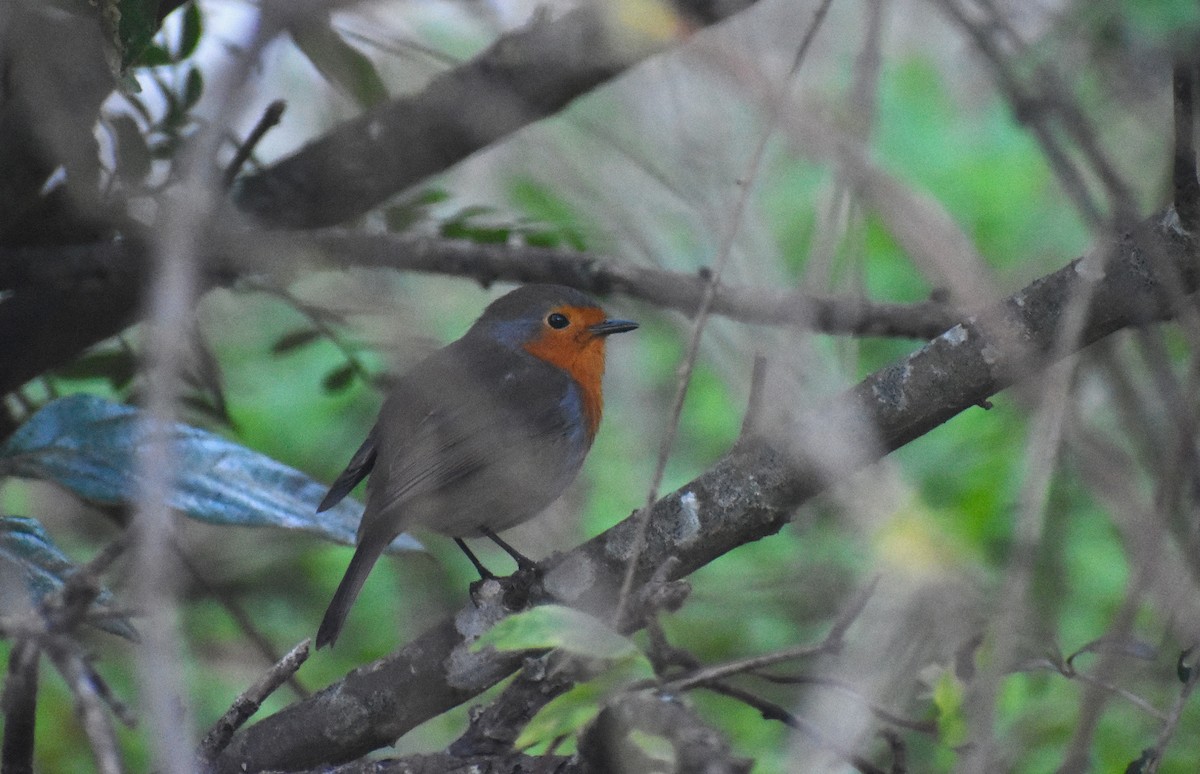 European Robin - ML646895000