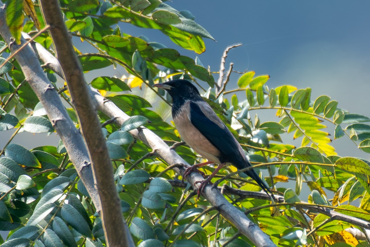 粉紅椋鳥 - ML646895001