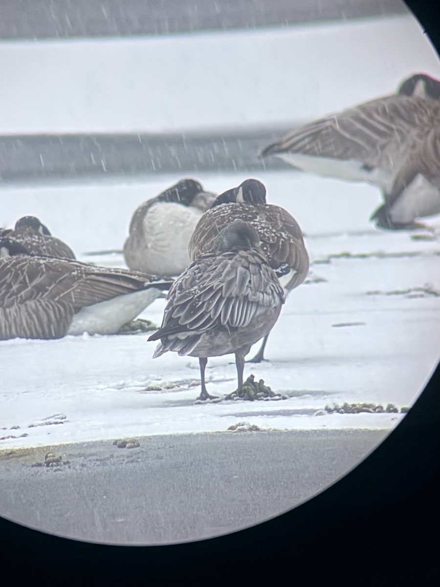 Snow Goose - ML646895002