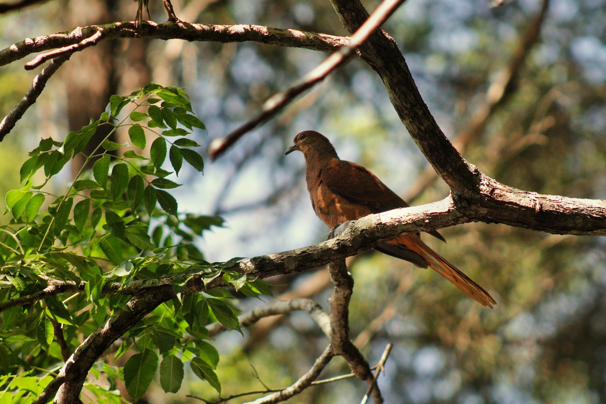 Brown Cuckoo-Dove - ML646895003