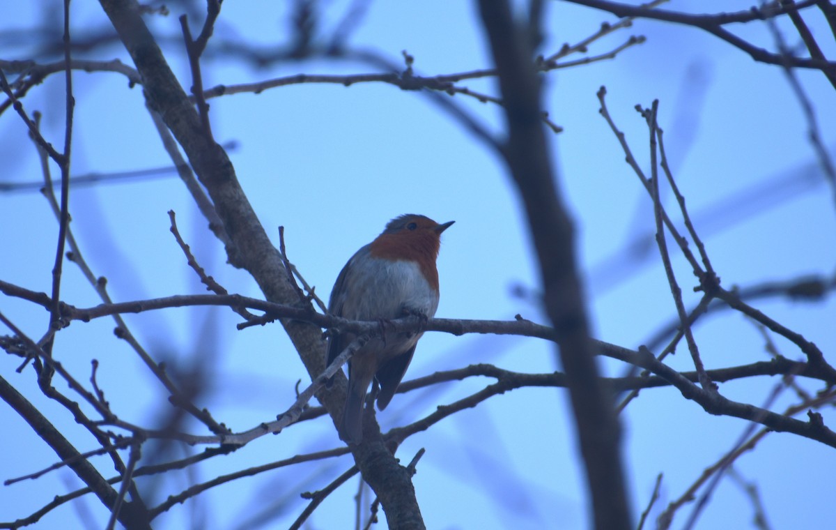 European Robin - ML646895004