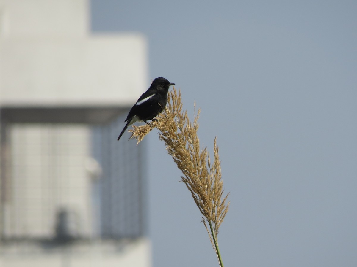 Pied Bushchat - ML646895005