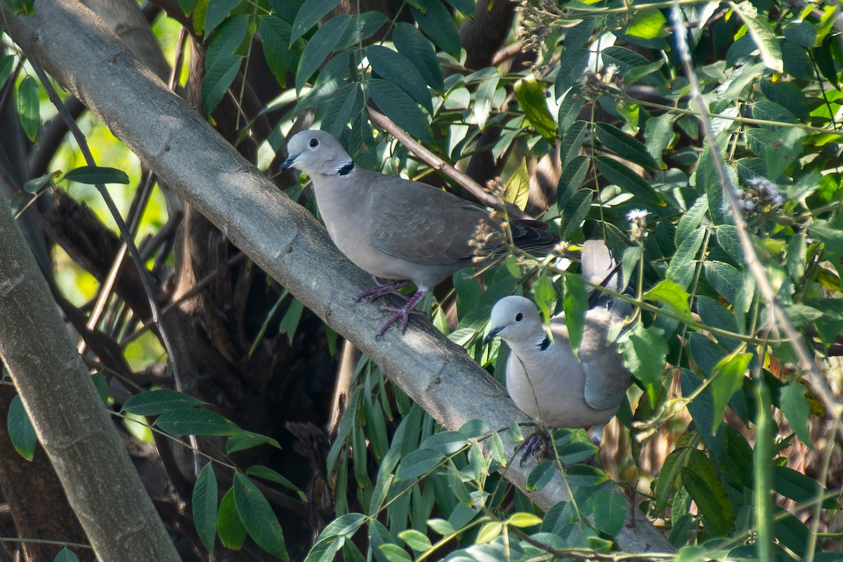 Кольчатая горлица - ML646895006