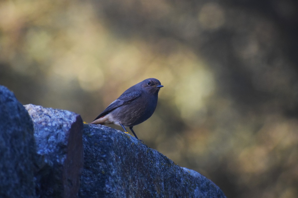 Black Redstart - ML646895007