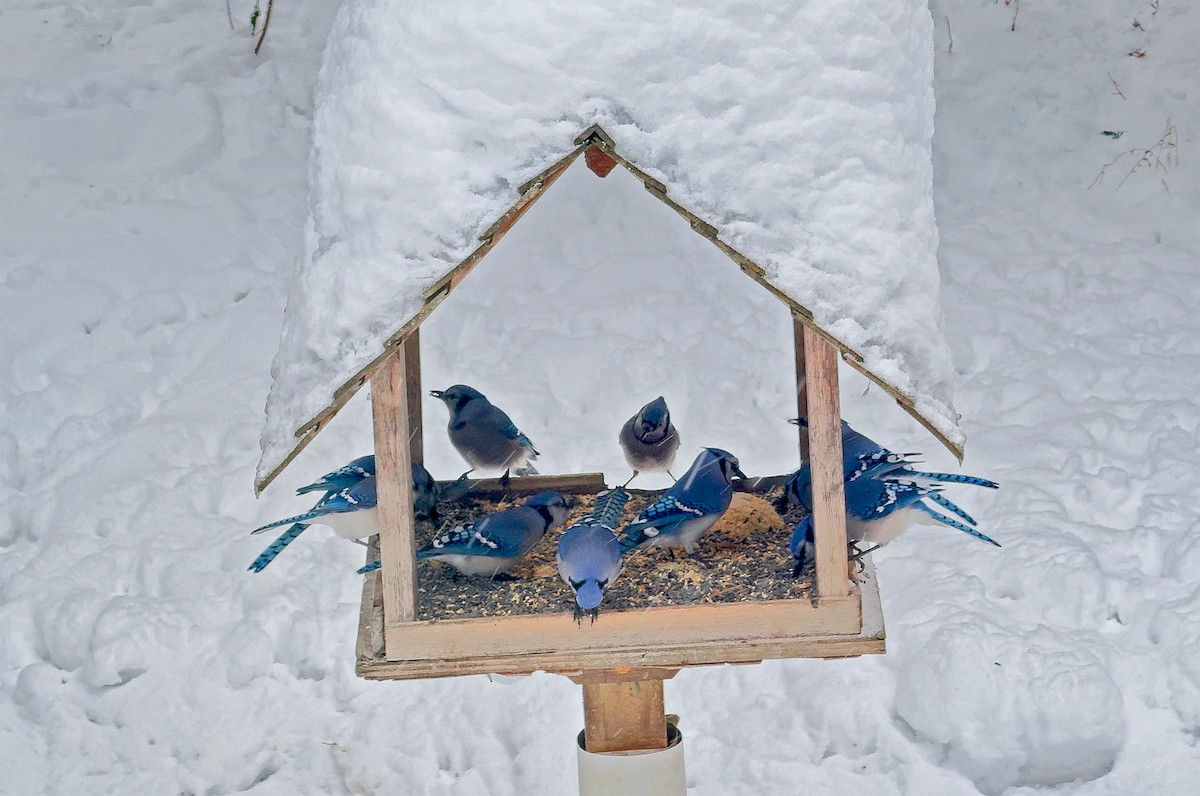 Blue Jay - ML646895008